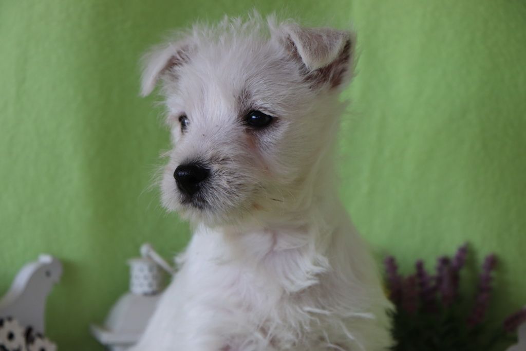 images/contenu/Chiots/westie/002/8-westie_2.jpg