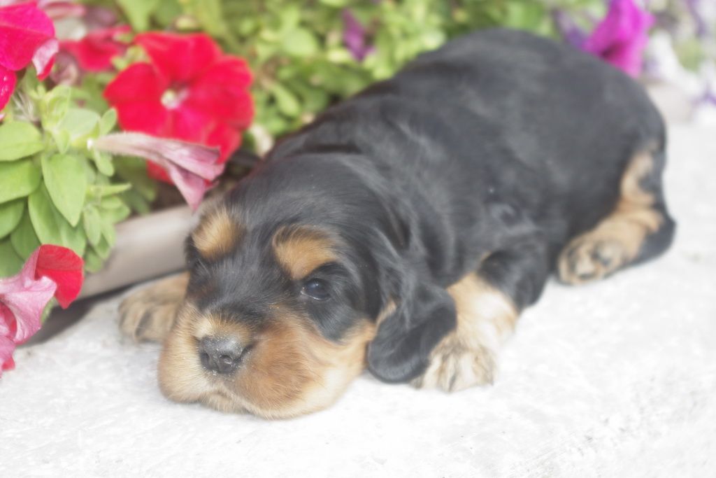 images/contenu/Chiots/Cocker/012/_IGP0732.jpg