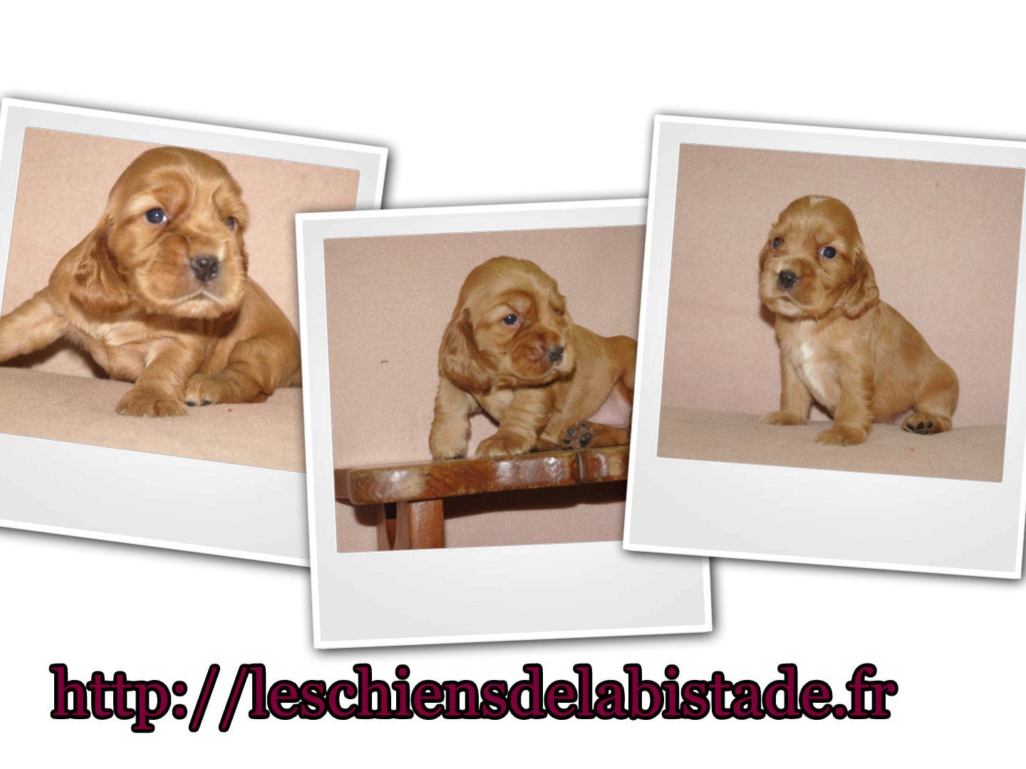 images/contenu/Chiots/Cocker/pasdechiots/cocker_anglais_37.jpg