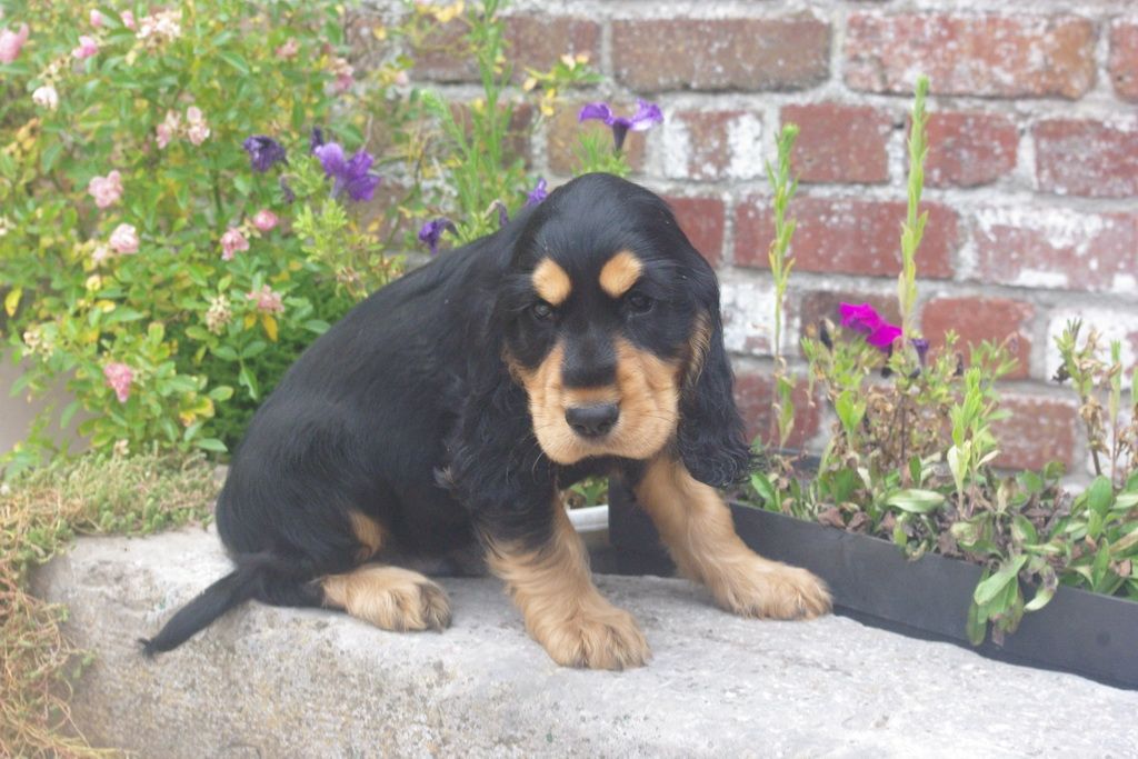 images/contenu/Chiots/Cocker/004/7-cocker_anglais_10.jpg