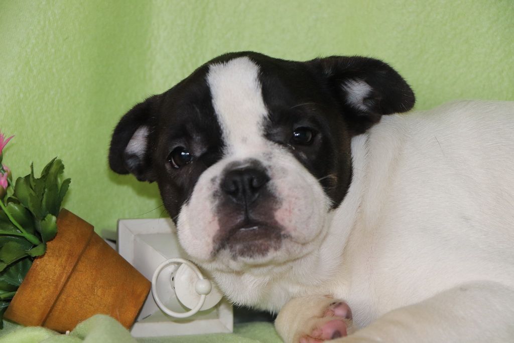 Les Chiens de la Bistade - bouledogue francais 002