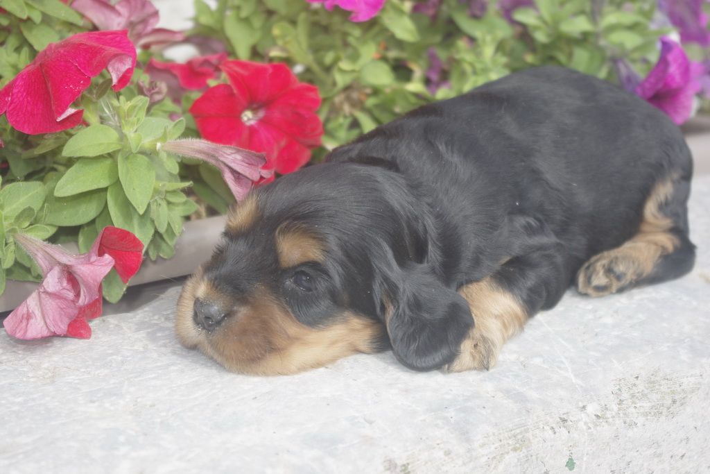 images/contenu/Chiots/Cocker/012/_IGP0731.jpg