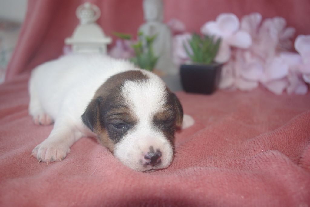 images/contenu/Chiots/jackrussel/002/9-jack_russel_4.jpg