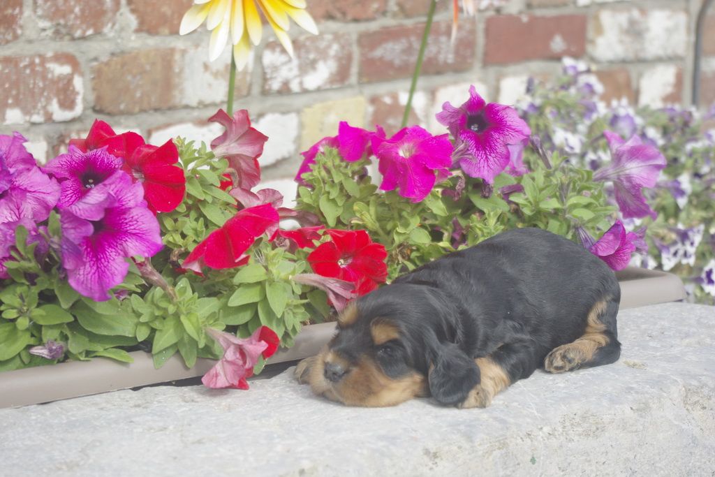 images/contenu/Chiots/Cocker/012/_IGP0730.jpg