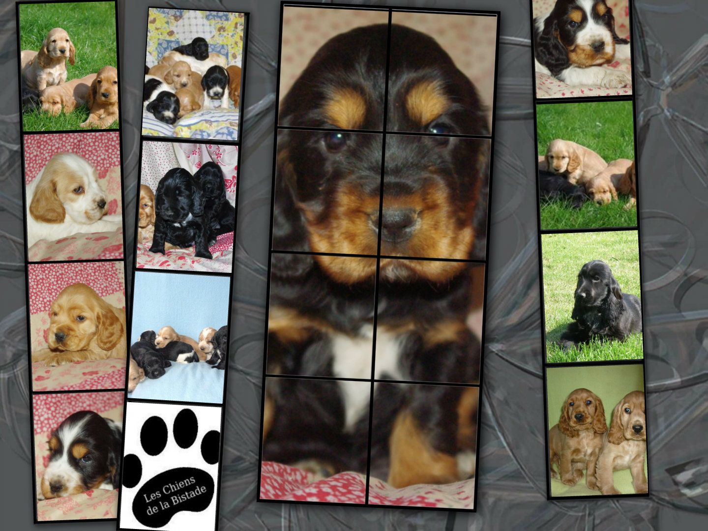 images/contenu/Chiots/Cocker/pasdechiots/cocker_anglais_35.jpg