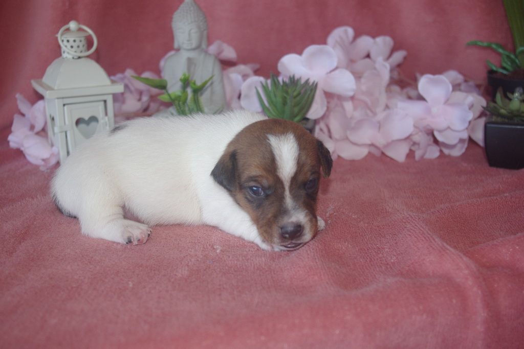 images/contenu/Chiots/jackrussel/003/9-jack_russel_5.jpg