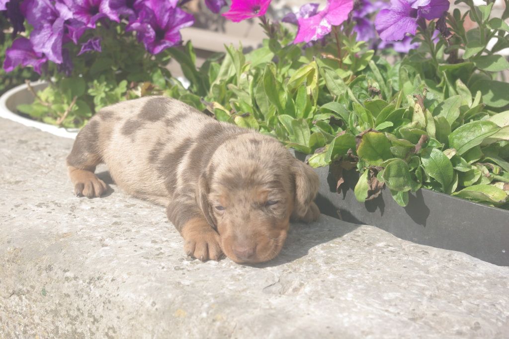 images/contenu/Chiots/teckel/003/9-teckel_7.jpg