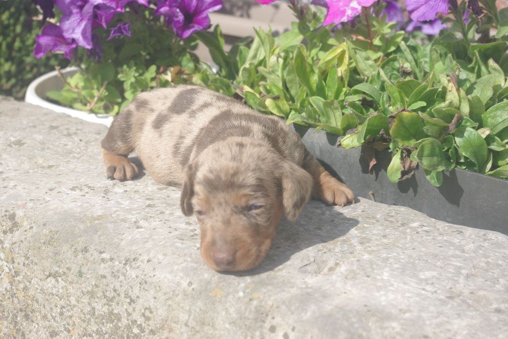 images/contenu/Chiots/teckel/003/9-teckel_8.jpg