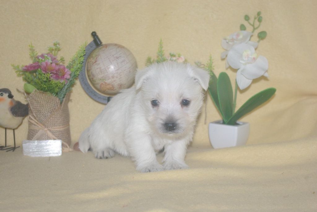 images/contenu/Chiots/westie/002/9-westie_3.jpg
