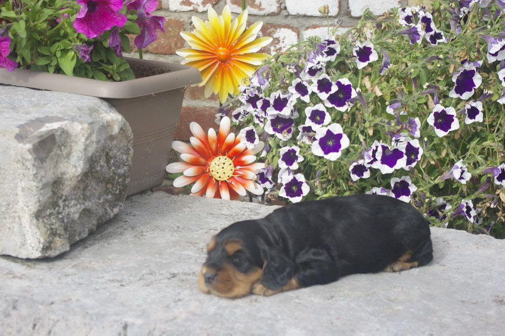 images/contenu/Chiots/Cocker/012/_IGP0735.jpg