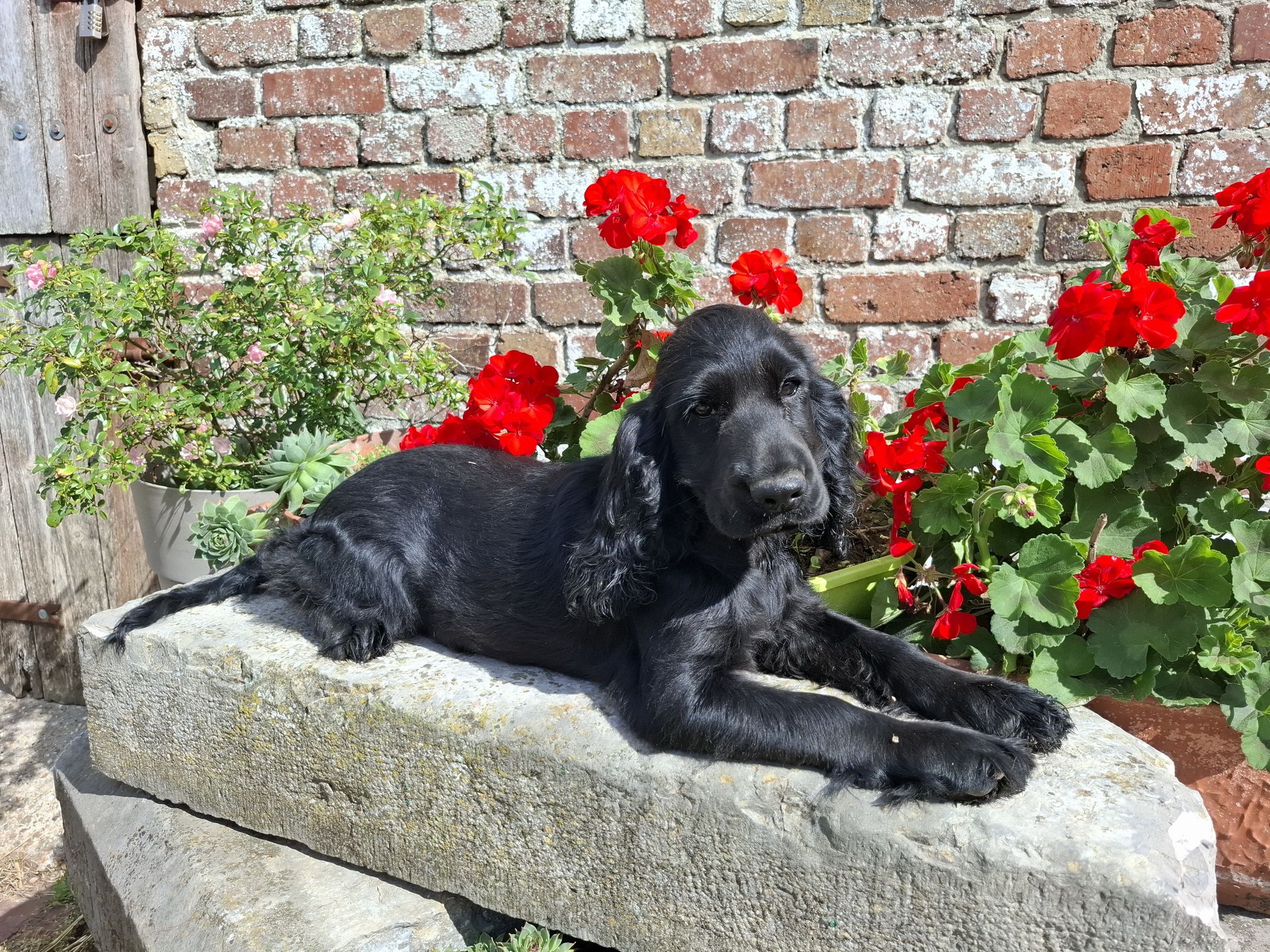 Les Chiens de la Bistade - cocker anglais 003