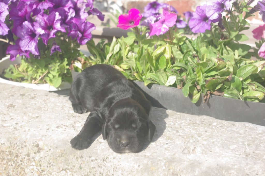 images/contenu/Chiots/Cocker/005/9-cocker_anglais_3.jpg