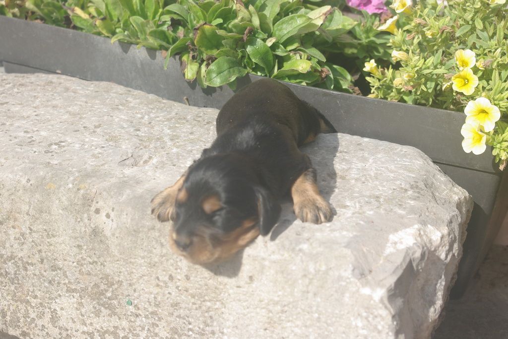 images/contenu/Chiots/Cocker/002/9-cocker_anglais_6.jpg