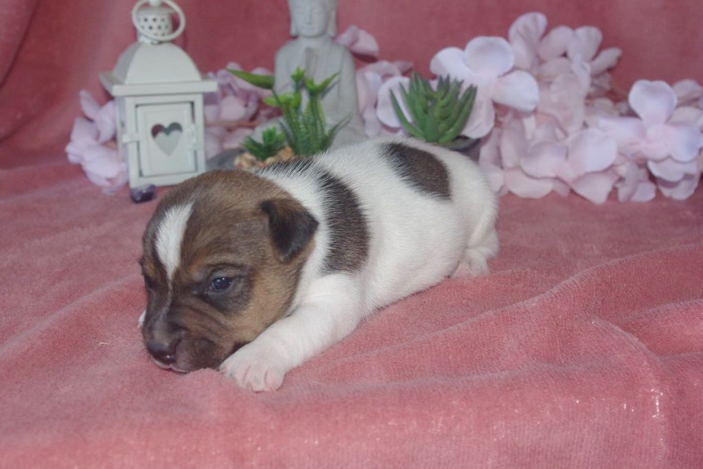 images/contenu/Chiots/jackrussel/004/9-jack_russel_13.jpg