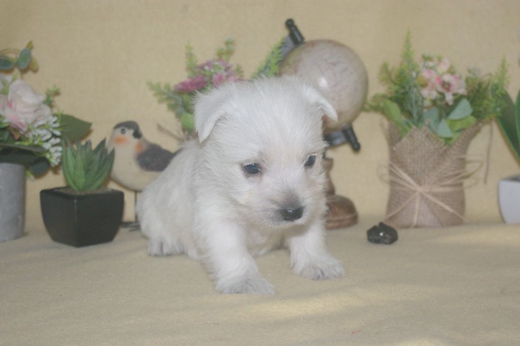 images/contenu/Chiots/westie/002/9-westie_22.jpg