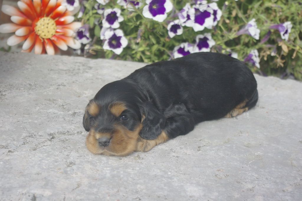 images/contenu/Chiots/Cocker/012/_IGP0734.jpg