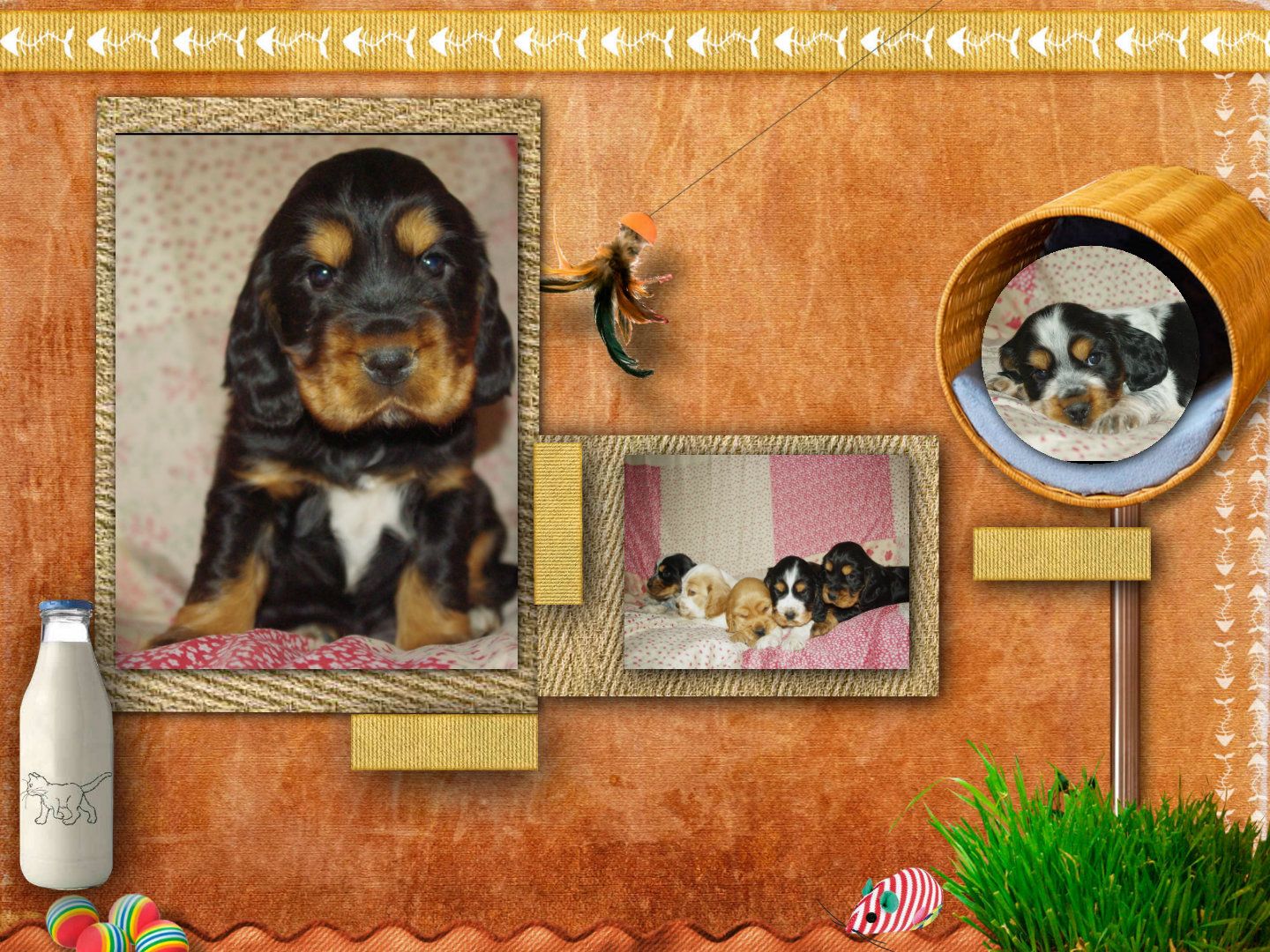 images/contenu/Chiots/Cocker/pasdechiots/cocker_anglais_31.jpg