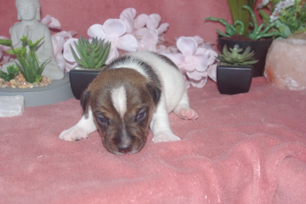 images/contenu/Chiots/jackrussel/004/9-jack_russel_4.jpg