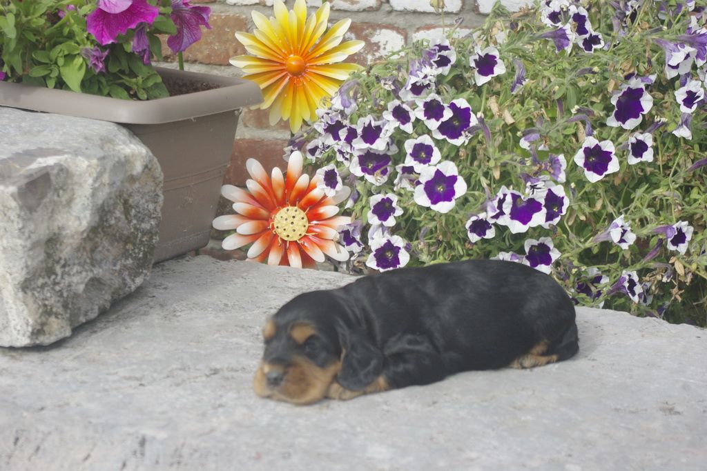 images/contenu/Chiots/Cocker/012/_IGP0736.jpg