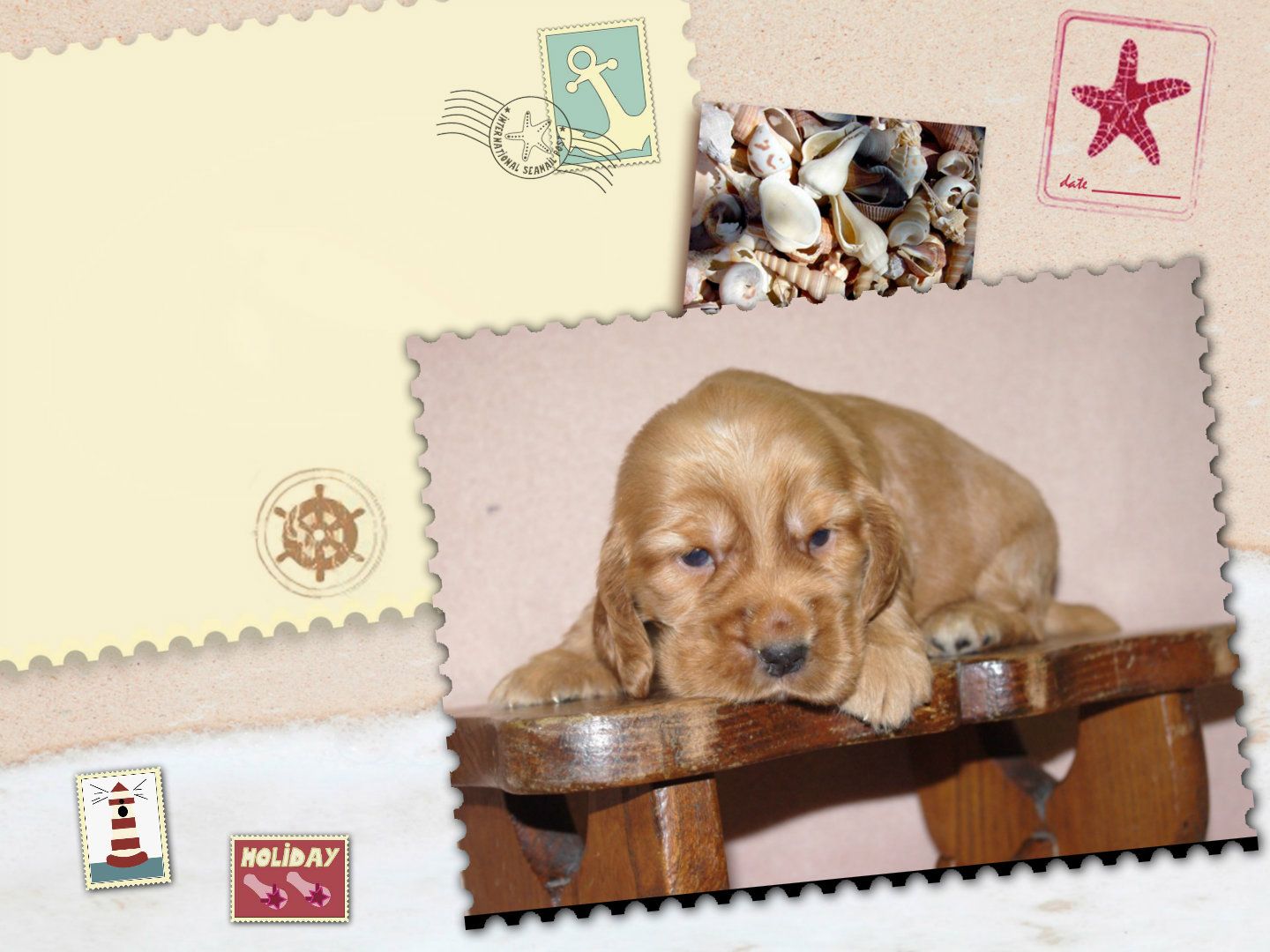 images/contenu/Chiots/Cocker/pasdechiots/cocker_anglais_33.jpg