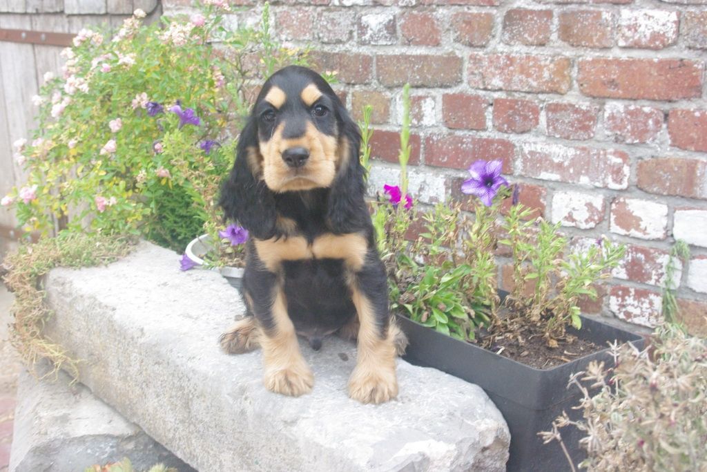 images/contenu/Chiots/Cocker/003/7-cocker_anglais_10.jpg