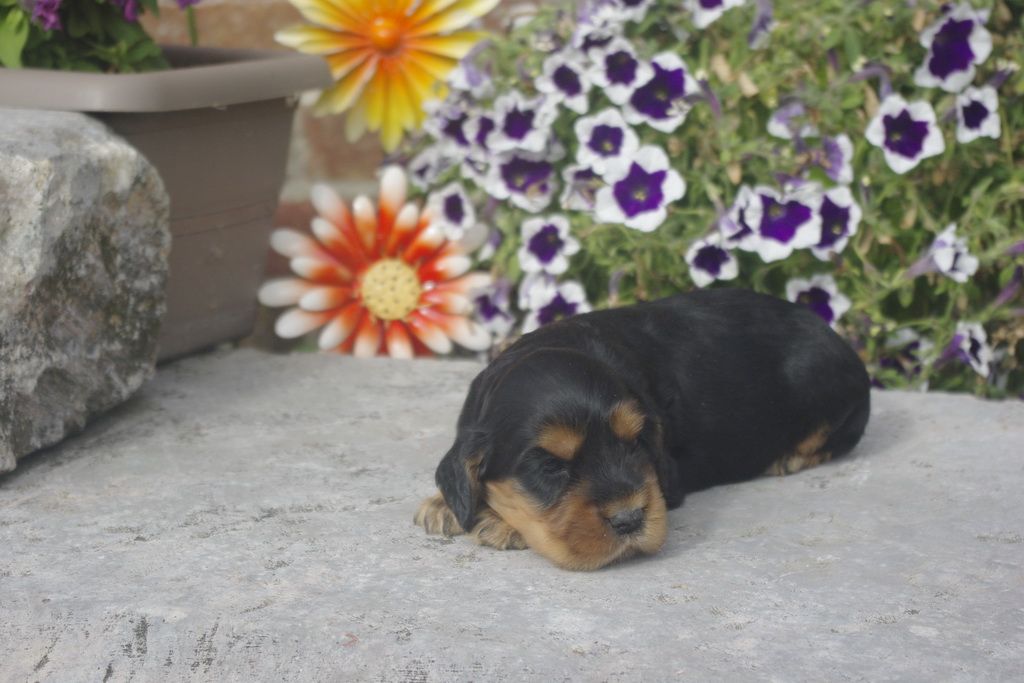 images/contenu/Chiots/Cocker/012/_IGP0737.jpg