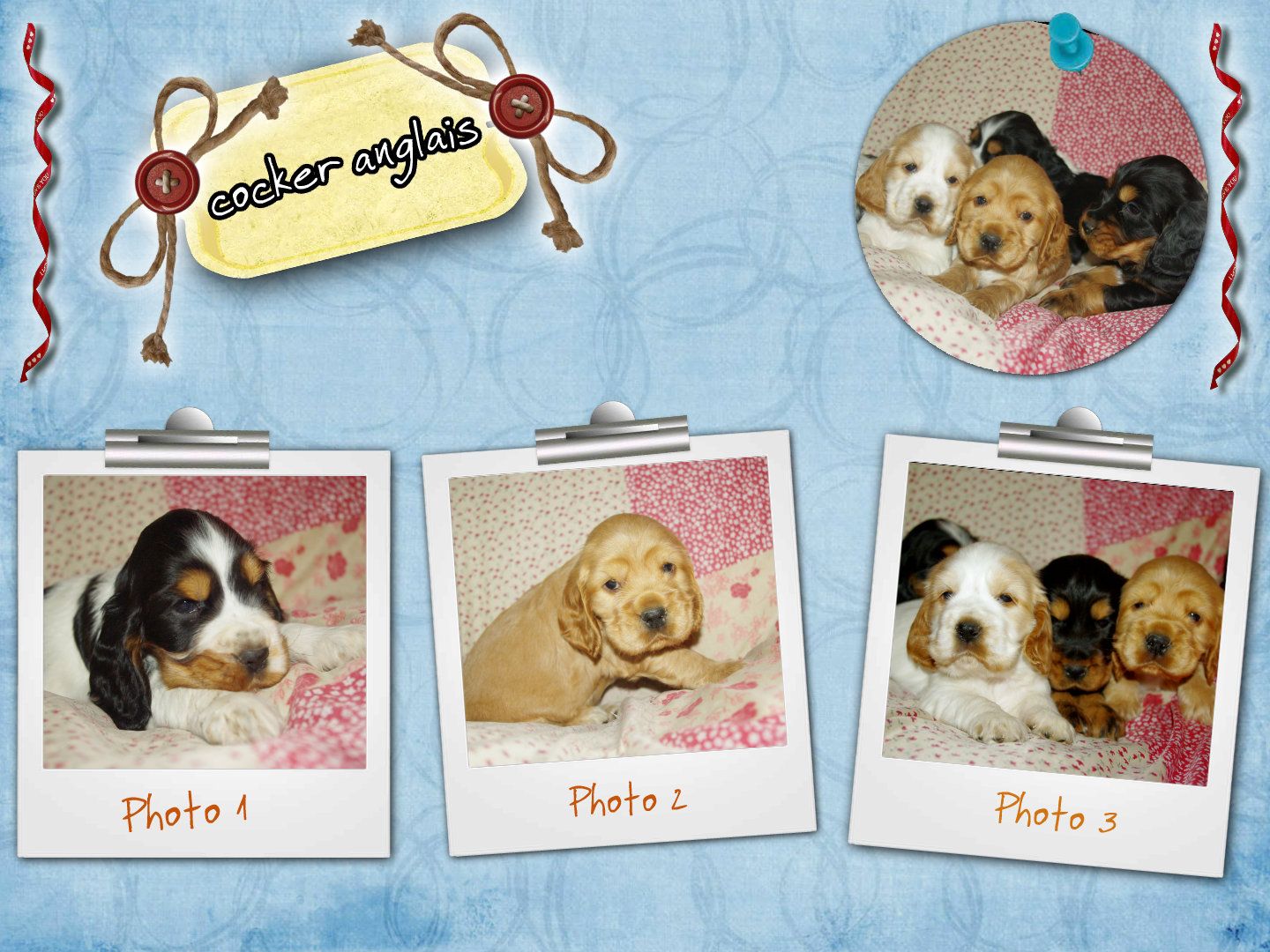 images/contenu/Chiots/Cocker/pasdechiots/cocker_anglais_32.jpg