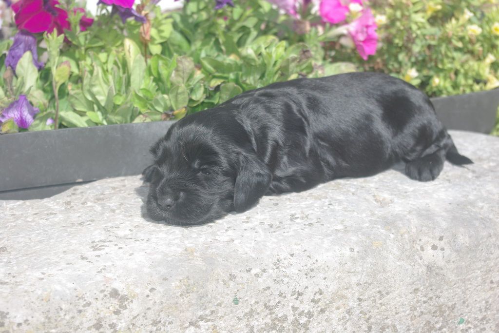 images/contenu/Chiots/Cocker/001/8-cocker_anglais_5.jpg