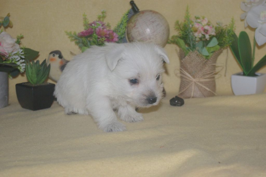 images/contenu/Chiots/westie/002/9-westie_17.jpg