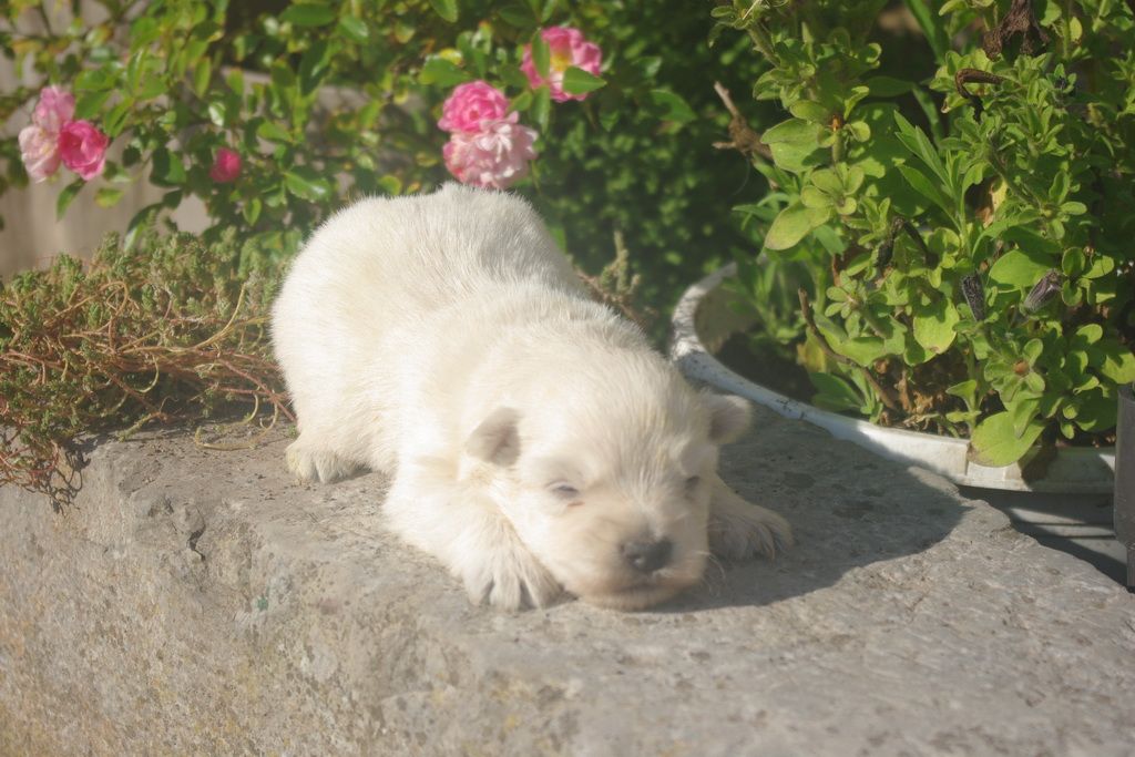 images/contenu/Chiots/westie/003/9-westie_5.jpg