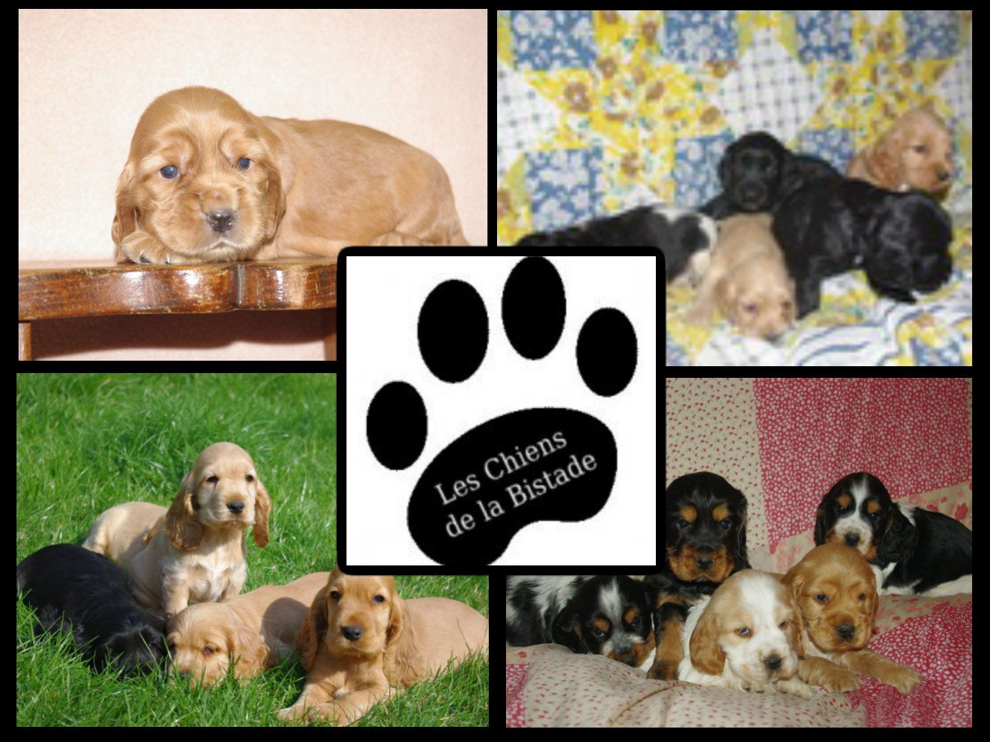 images/contenu/Chiots/Cocker/pasdechiots/cocker_anglais_6.jpg