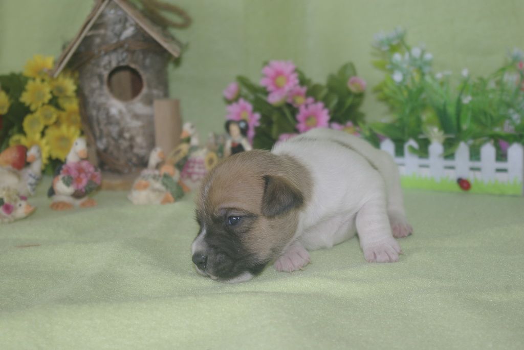 images/contenu/Chiots/jackrussel/002/jack_russel_0002_16.jpg