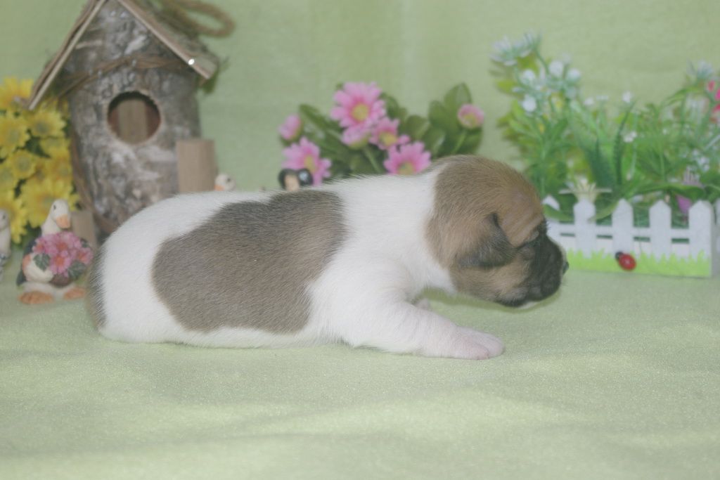 images/contenu/Chiots/jackrussel/002/jack_russel_0002_15.jpg