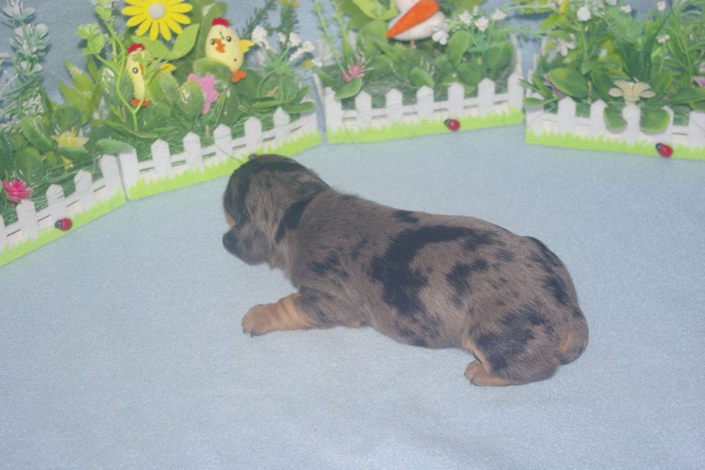 images/contenu/Chiots/teckel/005/teckel_002_2.jpg