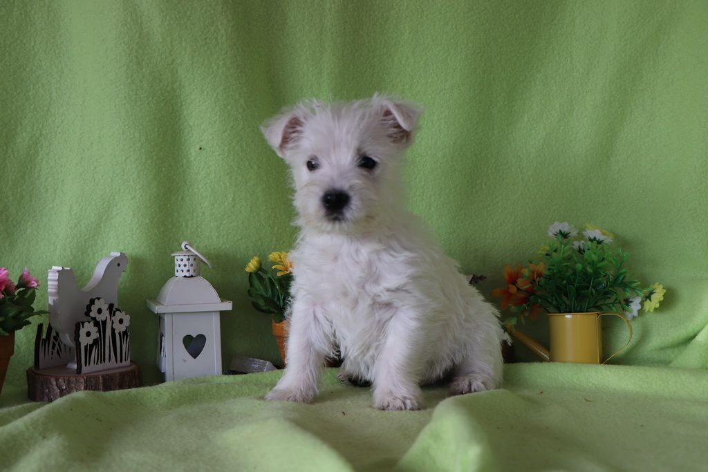 images/contenu/Chiots/westie/004/8-westie_11.jpg