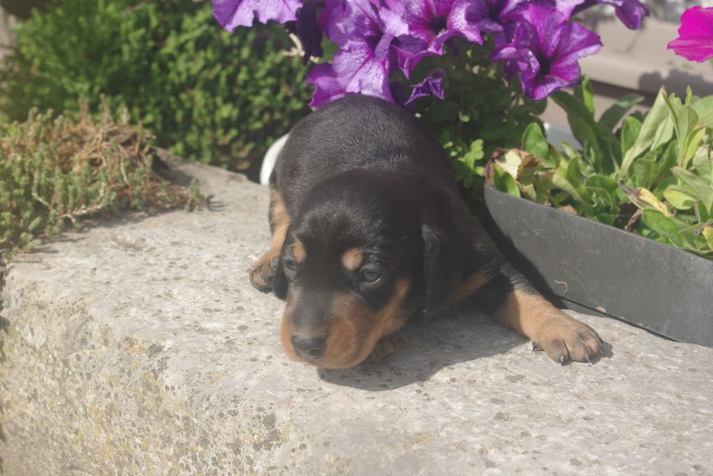 images/contenu/Chiots/teckel/004/9-teckel_5.jpg