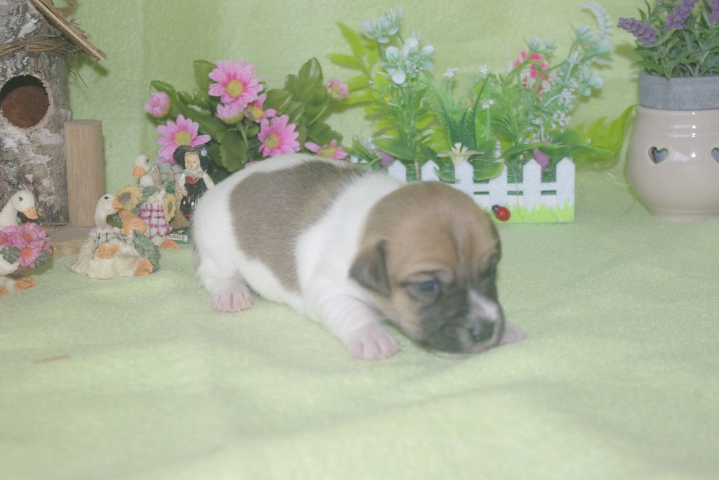 images/contenu/Chiots/jackrussel/002/jack_russel_0002_14.jpg