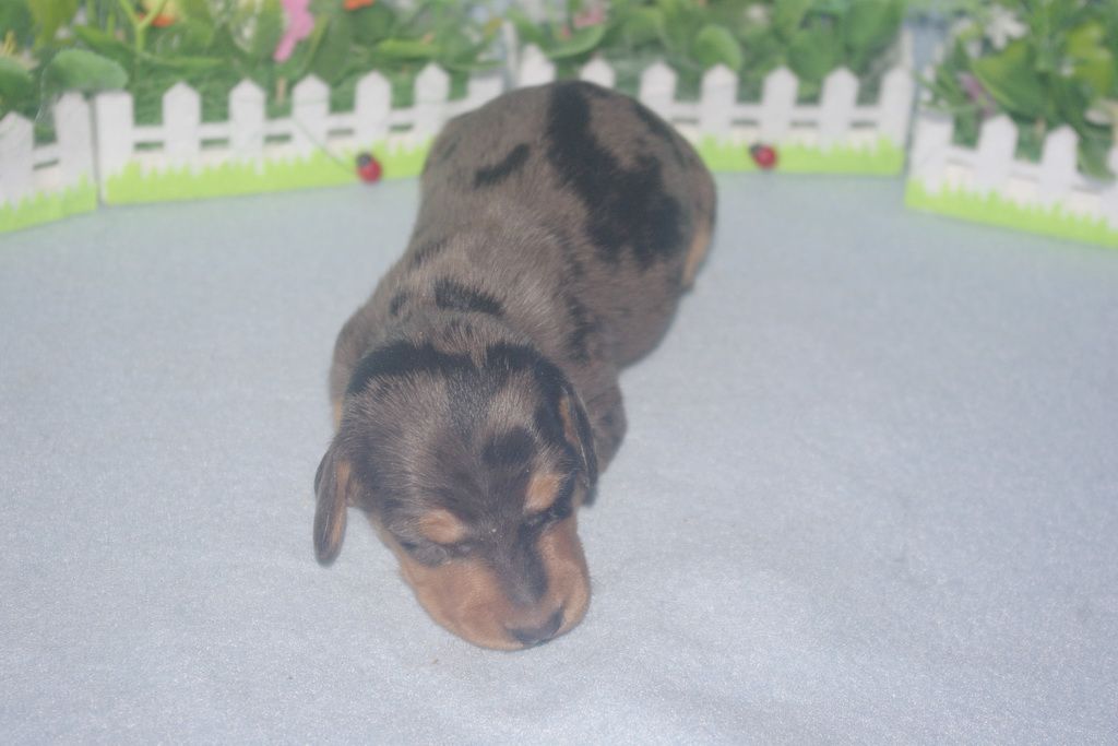 images/contenu/Chiots/teckel/005/teckel_002_3.jpg