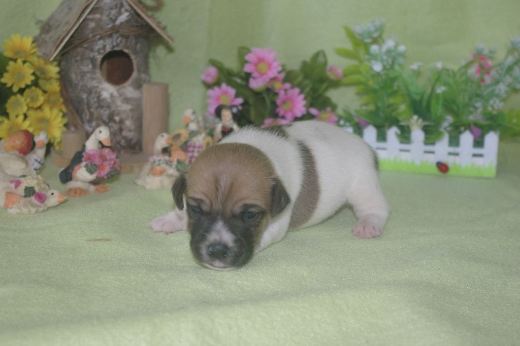 images/contenu/Chiots/jackrussel/002/jack_russel_0002_11.jpg