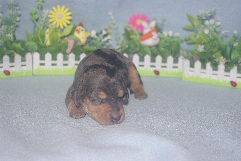 images/contenu/Chiots/teckel/005/teckel_002_6.jpg