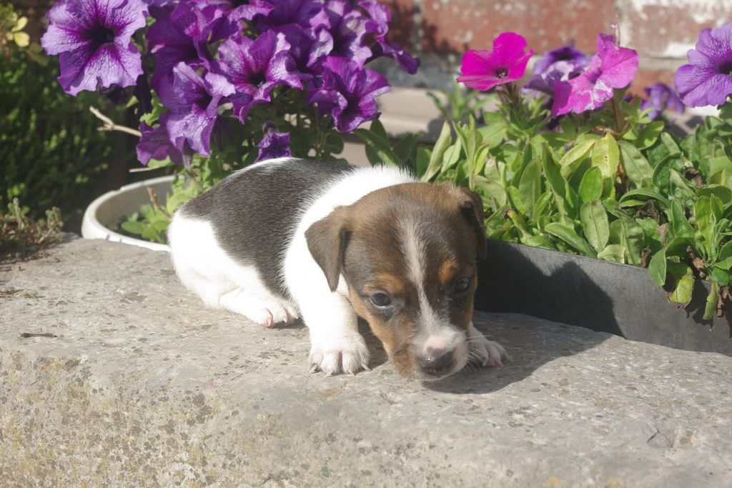 Les Chiens de la Bistade - jack russel 005