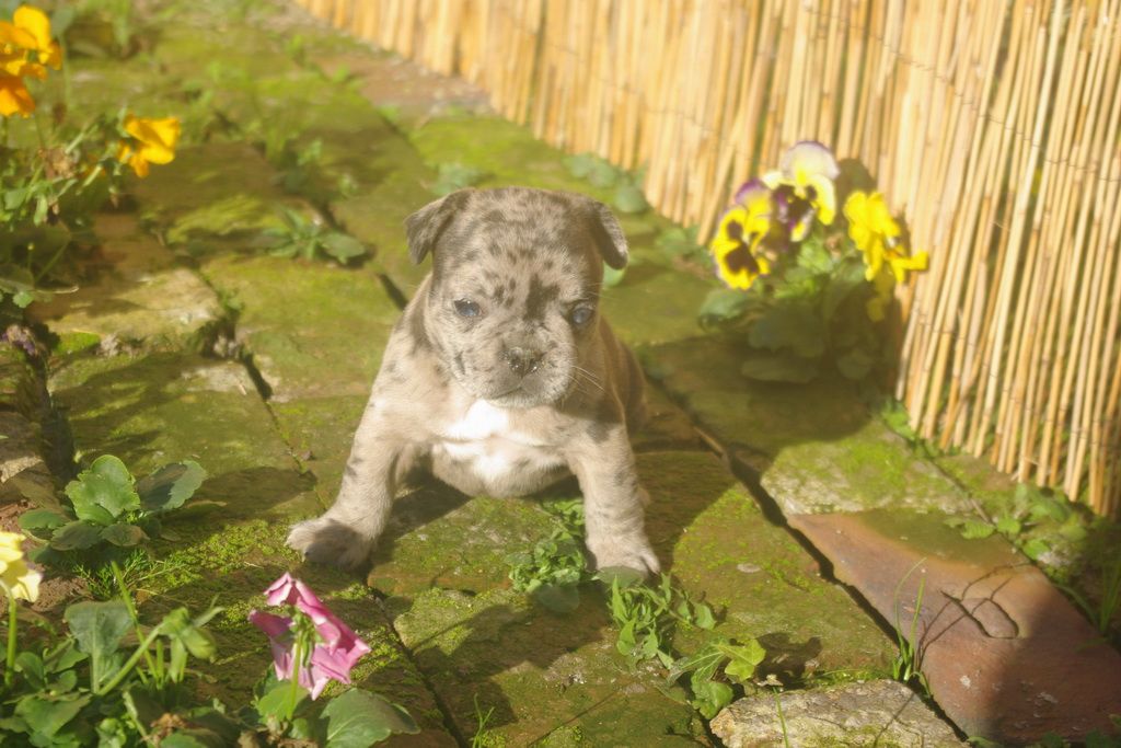 images/contenu/Chiots/Bouledogue/001/9-bouledogue_franais_13.jpg