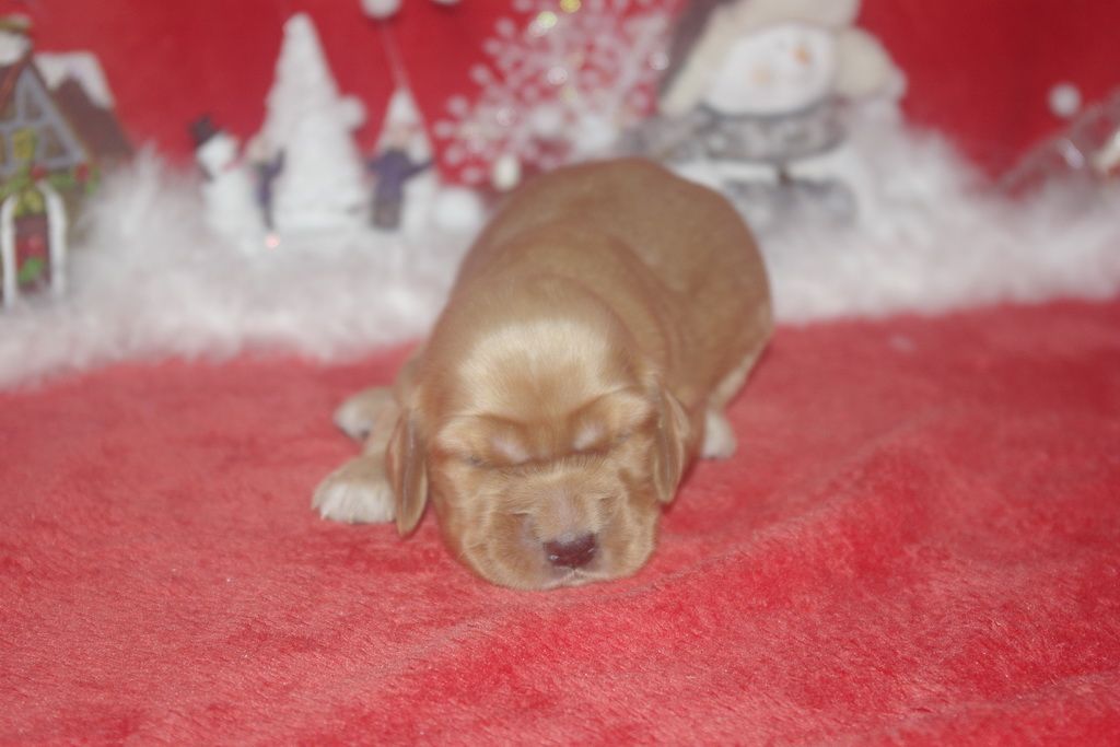 images/contenu/Chiots/Cocker/003/9-cocker_anglais_18.jpg