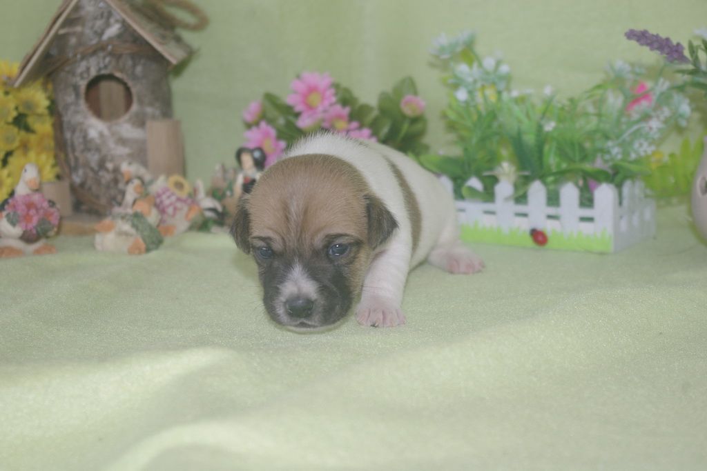 images/contenu/Chiots/jackrussel/002/jack_russel_0002_10.jpg
