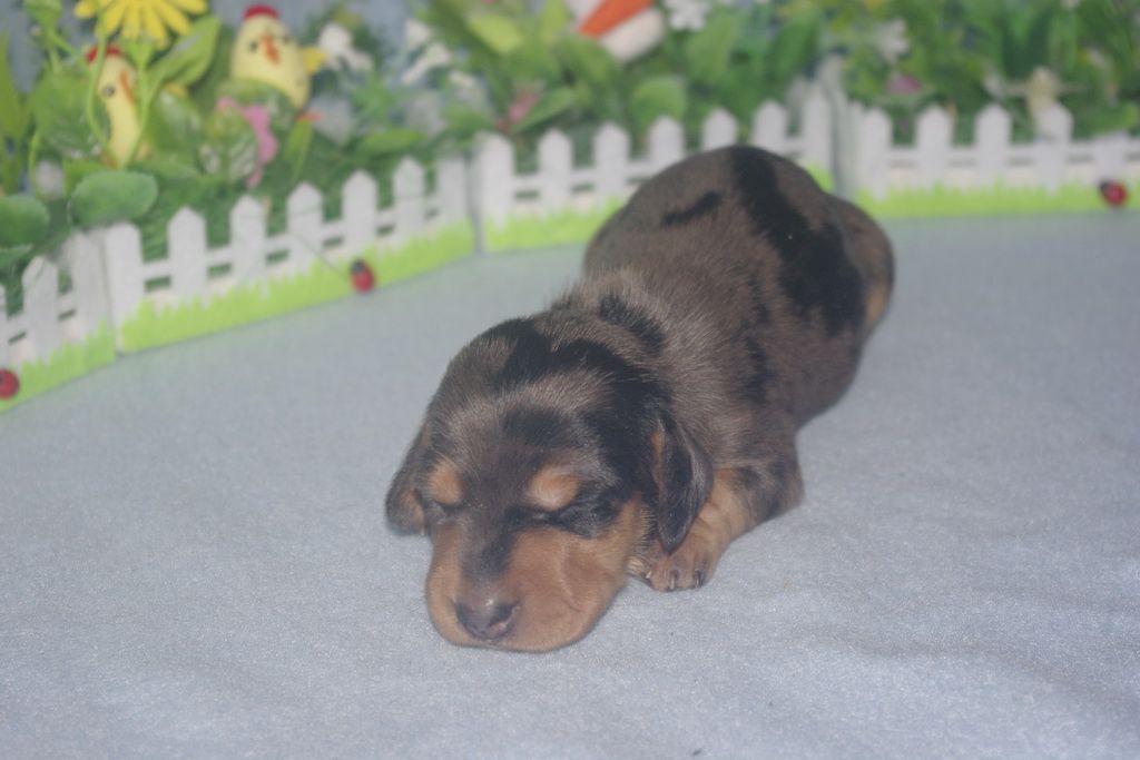 images/contenu/Chiots/teckel/005/teckel_002_10.jpg