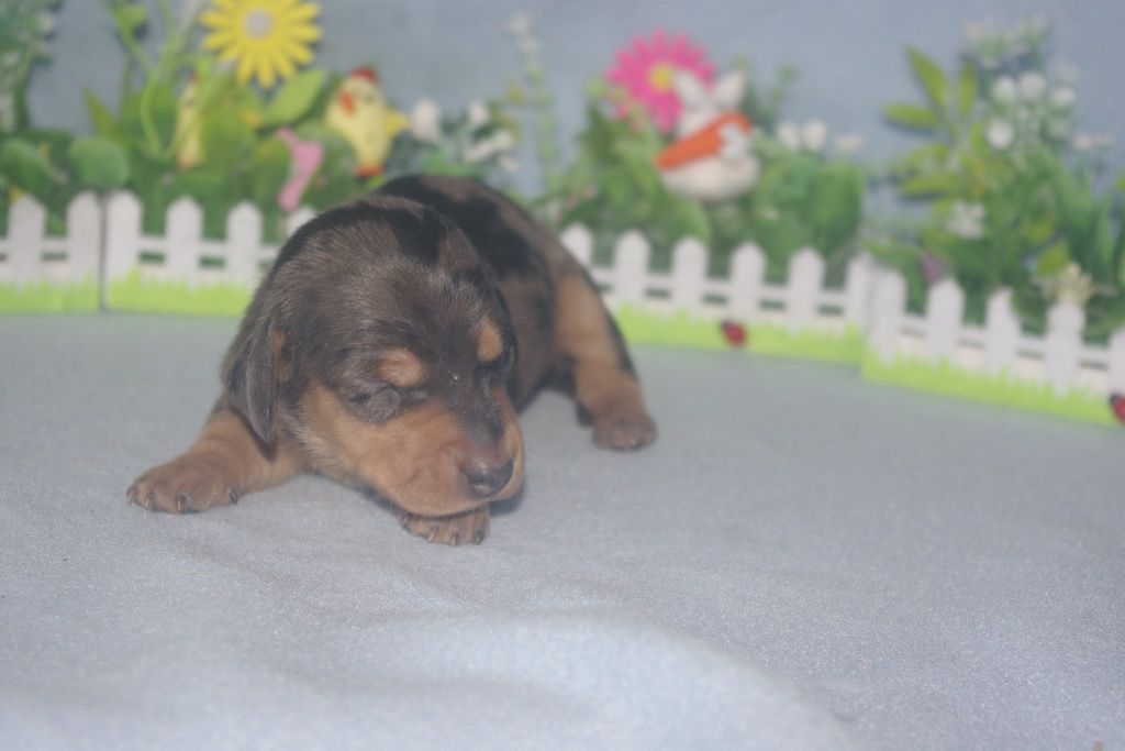 images/contenu/Chiots/teckel/005/teckel_002_7.jpg