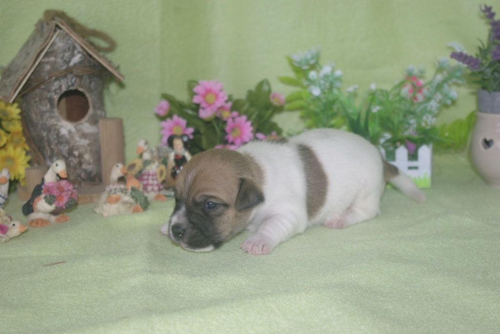 images/contenu/Chiots/jackrussel/002/jack_russel_0002_12.jpg