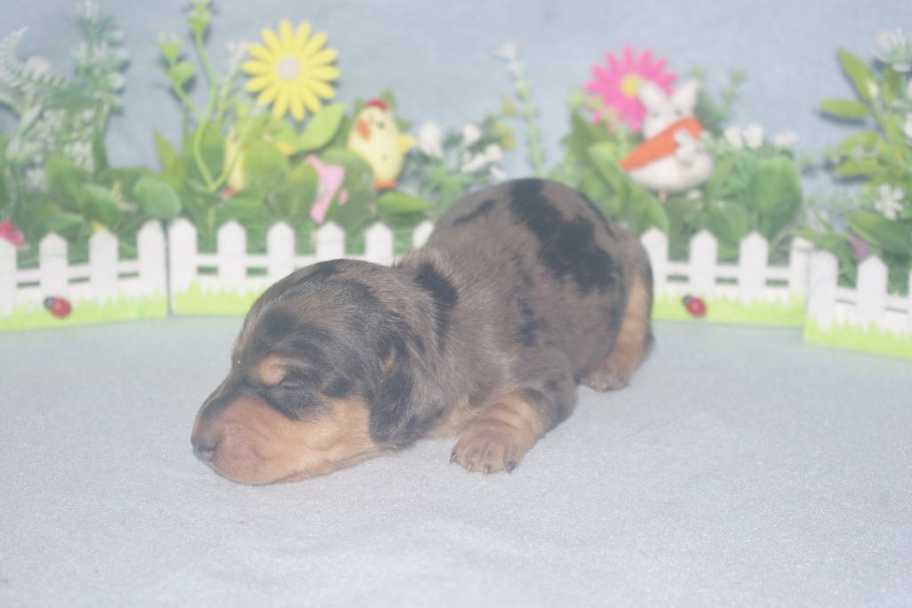 images/contenu/Chiots/teckel/005/teckel_002_12.jpg