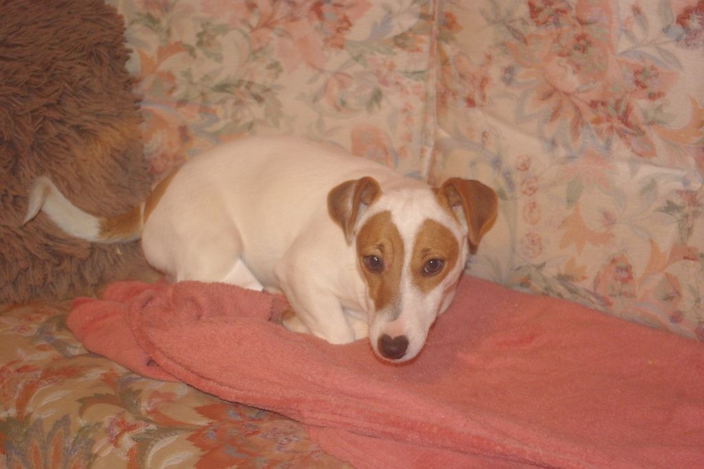 images/contenu/Chiots/jackrussel/005/5-jack_russel_4.jpg