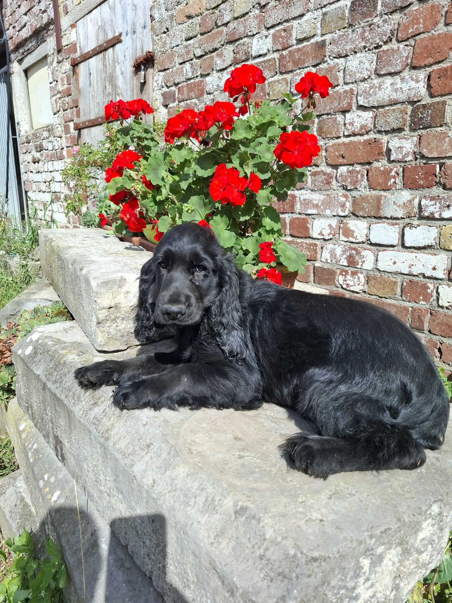 images/contenu/Chiots/Cocker/003/8-cocker_anglais_14.jpg